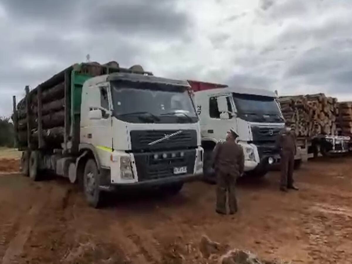 Tres sujetos son detenidos tras robar madera en Curanilahue: no se les procesará por el delito específico
