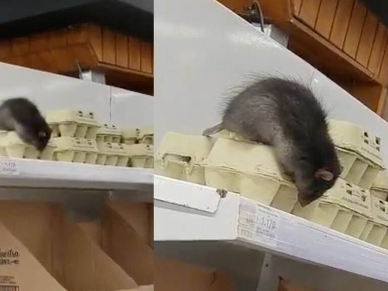 Viralizan video de gigantesco ratón en supermercado de Loncoche