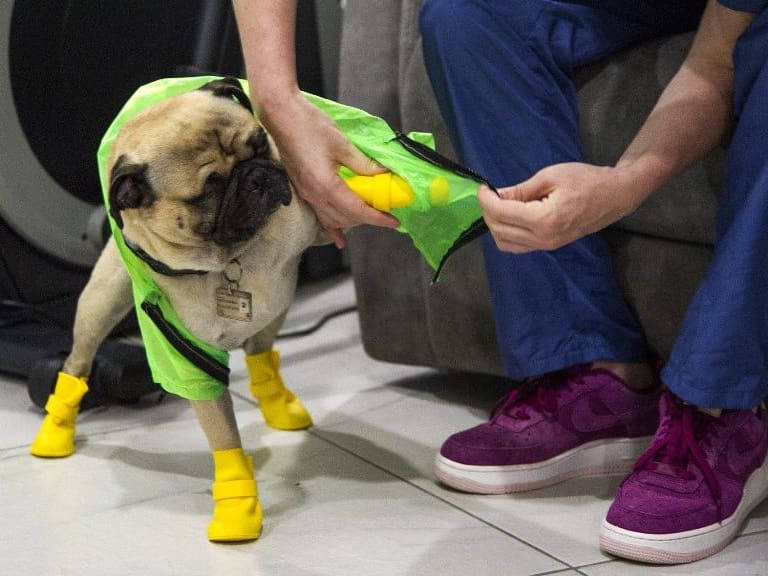 Conoce a Harley, el tuerto, el perrito que ayuda a la primera línea de la salud de México