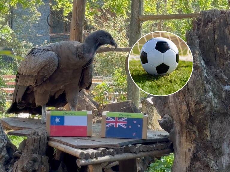 Cóndor clarividente del Buinzoo se la jugó revelando quién ganará entre Chile y Nueva Zelanda en el Mundial Sub 20