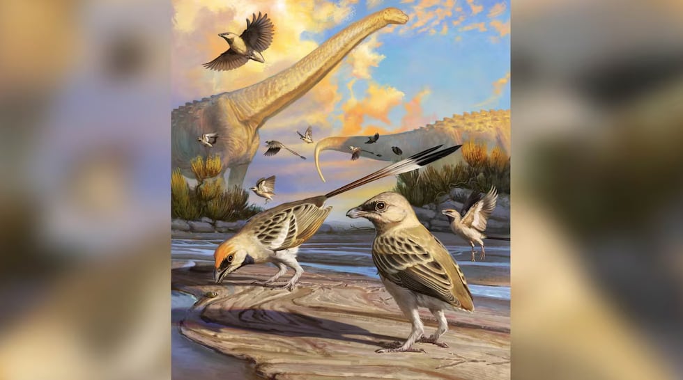 Asombroso hallazgo en Brasil: identifican un ave que convivió con los dinosaurios hace 80 millones de años | Infobae