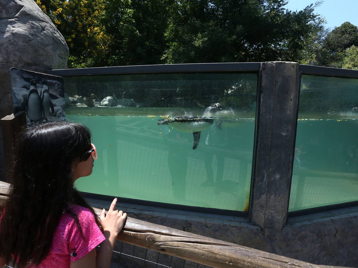 Zoológico de Parquemet anuncia gratuidad indefinida: revisa fechas, horarios y cómo llegar