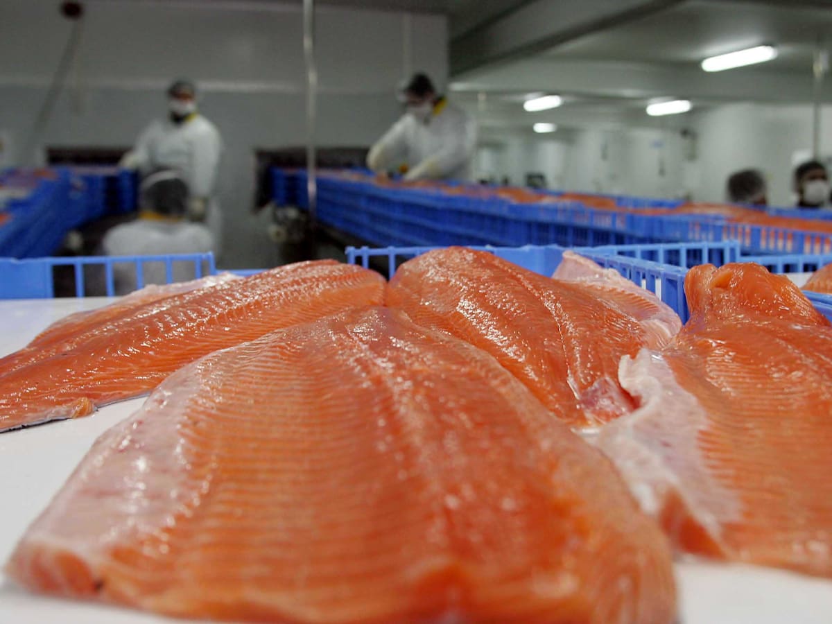 Reportaje revela financiamiento de ONG noruega por más de $500 millones a comunidades lafkenche con facultad de frenar salmoneras