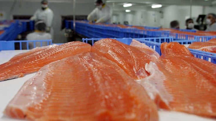 Reportaje revela financiamiento de ONG noruega por más de $500 millones a comunidades lafkenche con facultad de frenar salmoneras