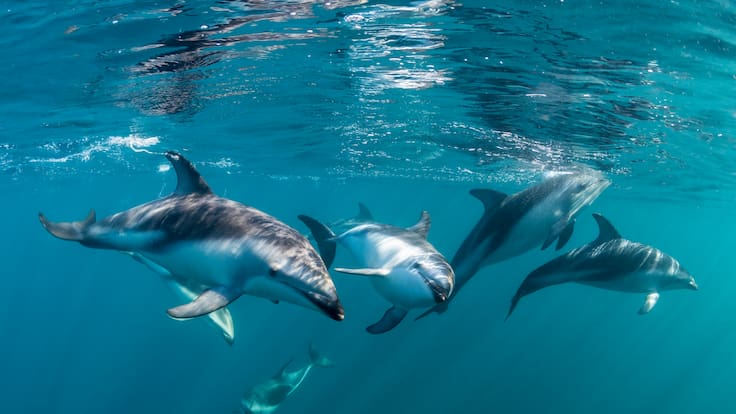 Ballenas y delfines son observados jugando juntos en sorprendentes encuentros marinos
