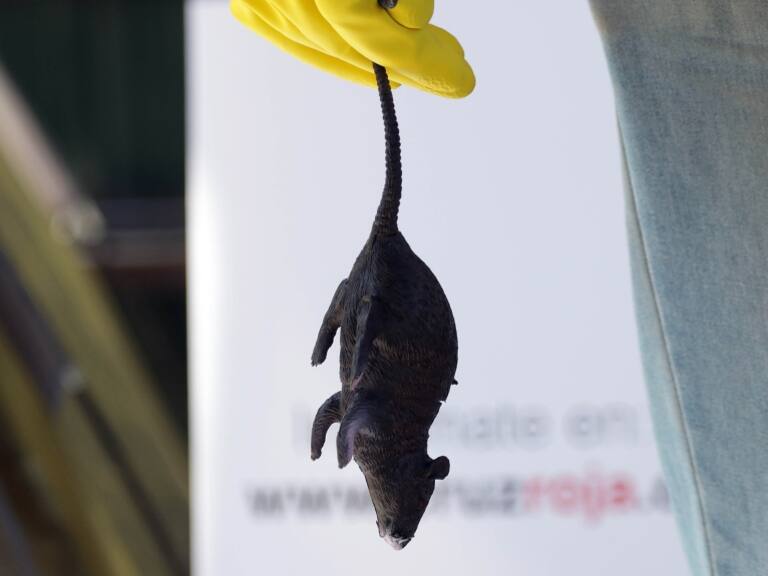 Los Lagos: autoridades llaman a extremar medidas de precaución tras confirmación del primer caso por virus hanta en Osorno