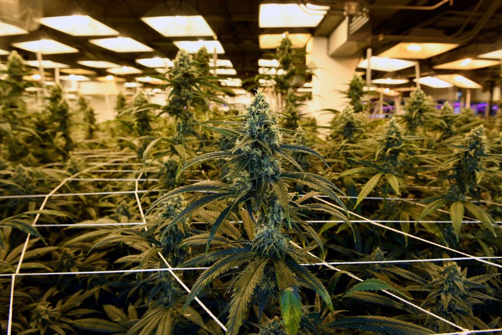 Un cultivo legal de cannabis