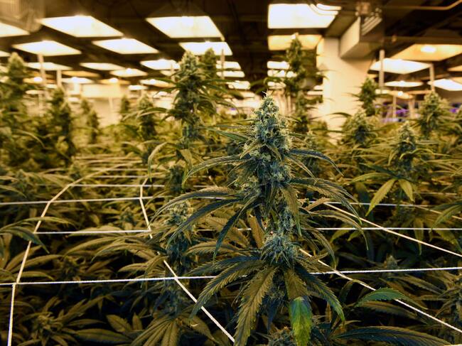 Un cultivo legal de cannabis