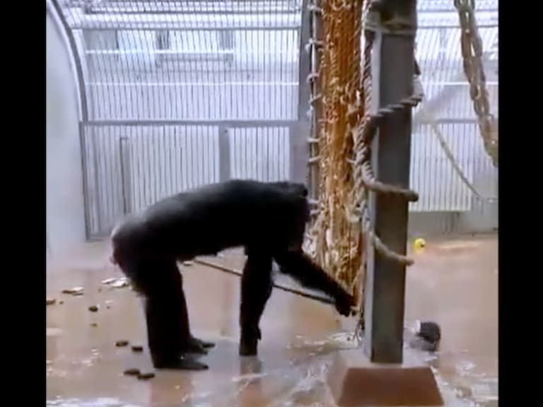 Chimpancé se hace viral por tomar una escoba y comenzar a limpiar su jaula