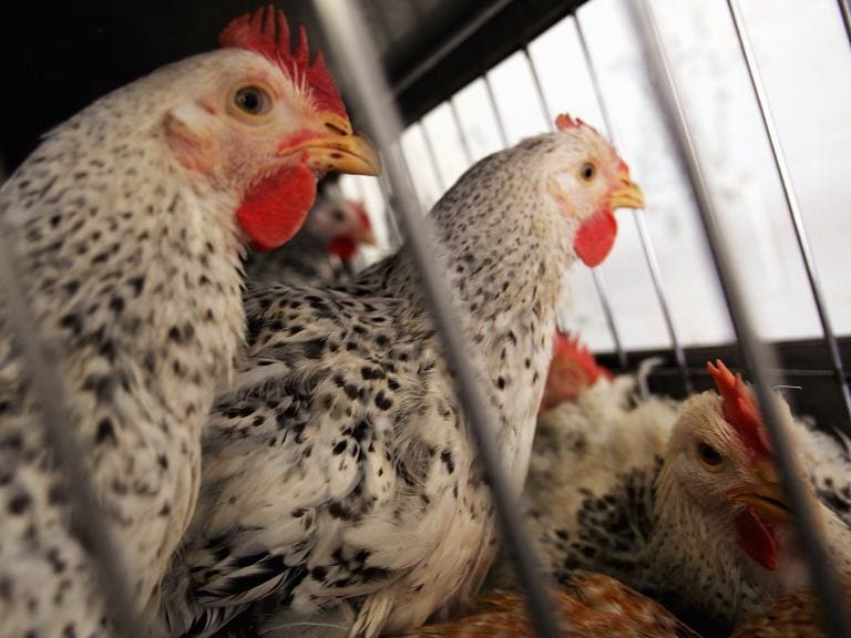 «No hay contagio persona a persona»: subsecretaria de Salud entrega detalles por caso de gripe aviar en una persona