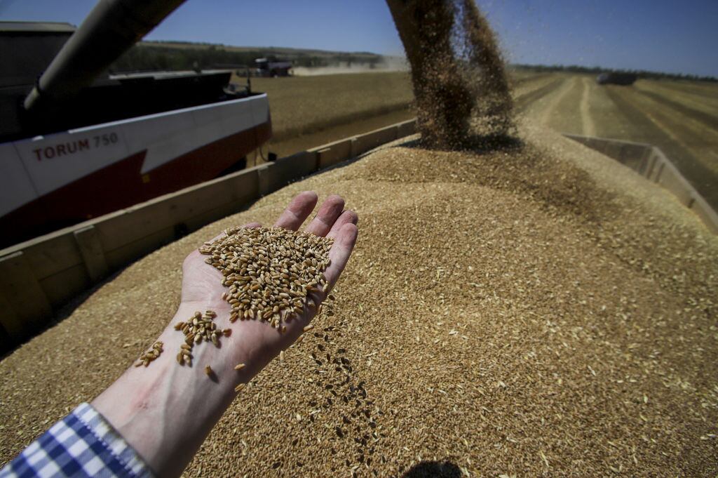 En Stavropol de Rusia preparan cereales para alimentar a las personas