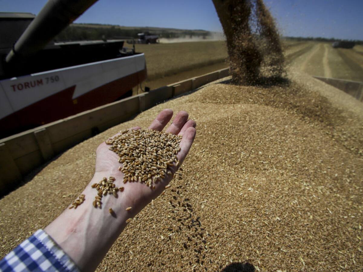 Rusia promete cereales gratis para seis países de África