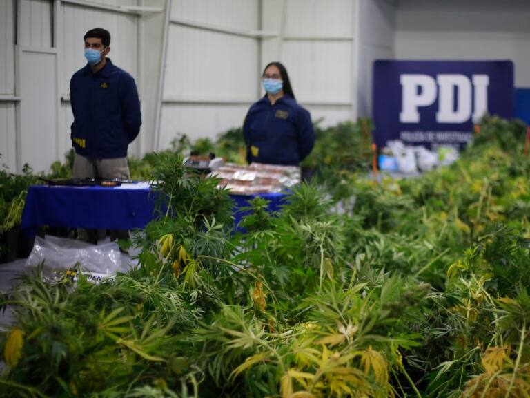 PDI incauta plantación de cannabis en San Clemente avaluadas en más de $472 millones