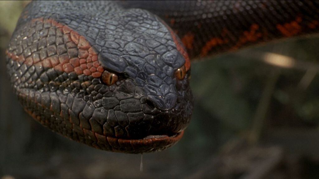 anaconda - película - remake