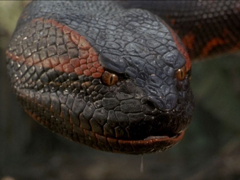 El reboot de otro clásico: Sony prepara el reinicio de «Anaconda» y ya piensa en los actores