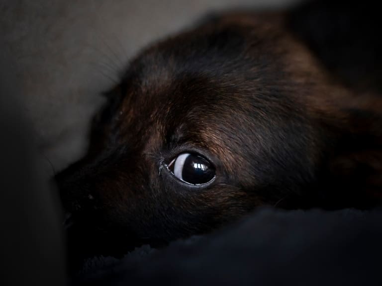 Revelan cuáles son las regiones del país con más casos de maltrato animal en lo que va de 2024