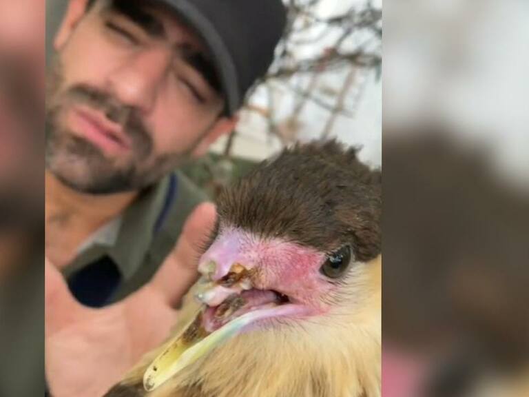 Fuerte video muestra cómo luce un ave que perdió su pico y lengua por una infección tras estar enjaulada por meses