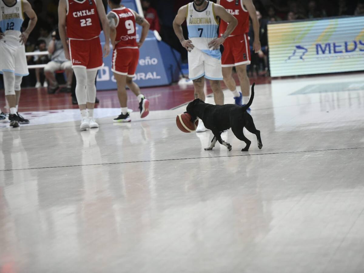 Un clásico chileno: perrito se roba las miradas en el triunfo de Chile sobre Argentina en el básquetbol
