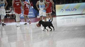 Un clásico chileno: perrito se roba las miradas en el triunfo de Chile sobre Argentina en el básquetbol