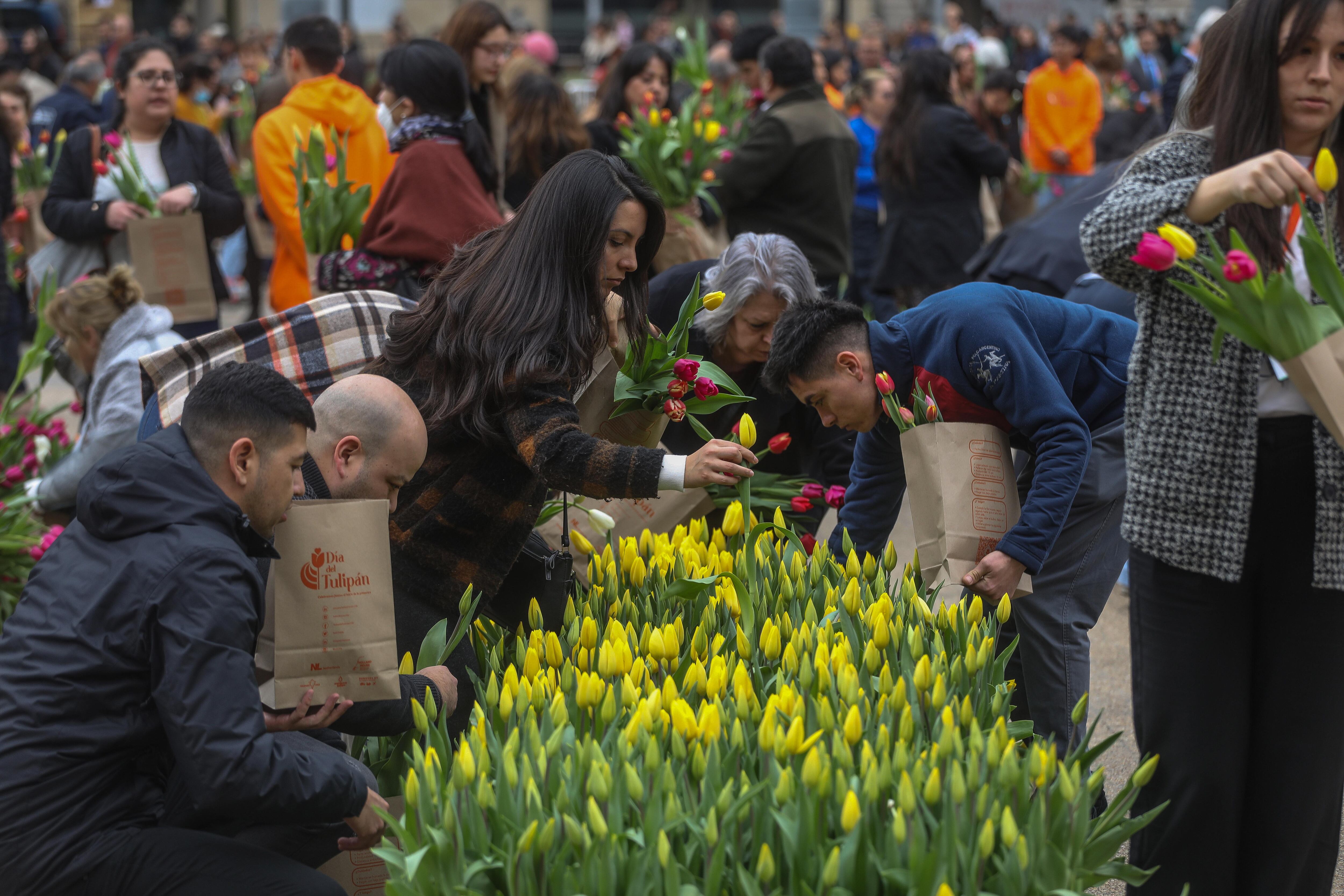 Día del Tulipán en Chile