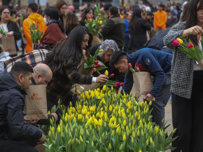Día del Tulipán en Chile