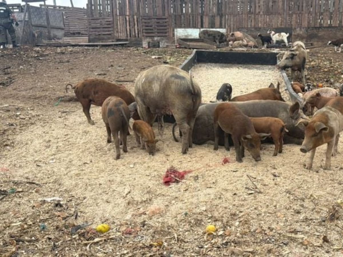 Descubren criadero clandestino en Antofagasta: faenaban y vendían animales con graves deficiencias sanitarias