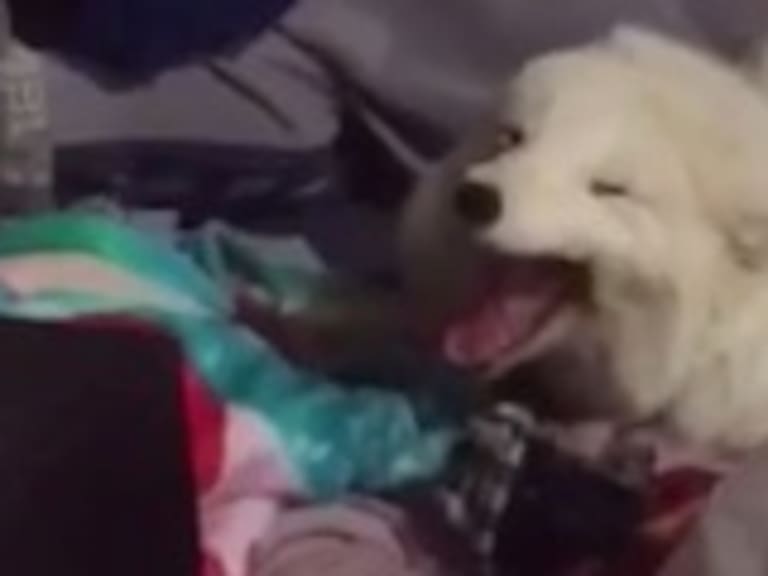 Video de un zorro ártico riéndose es viral en redes sociales
