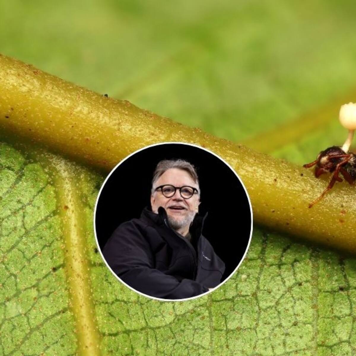 Descubren seis especies de “hongos zombis”: una fue bautizada en honor a Guillermo del Toro