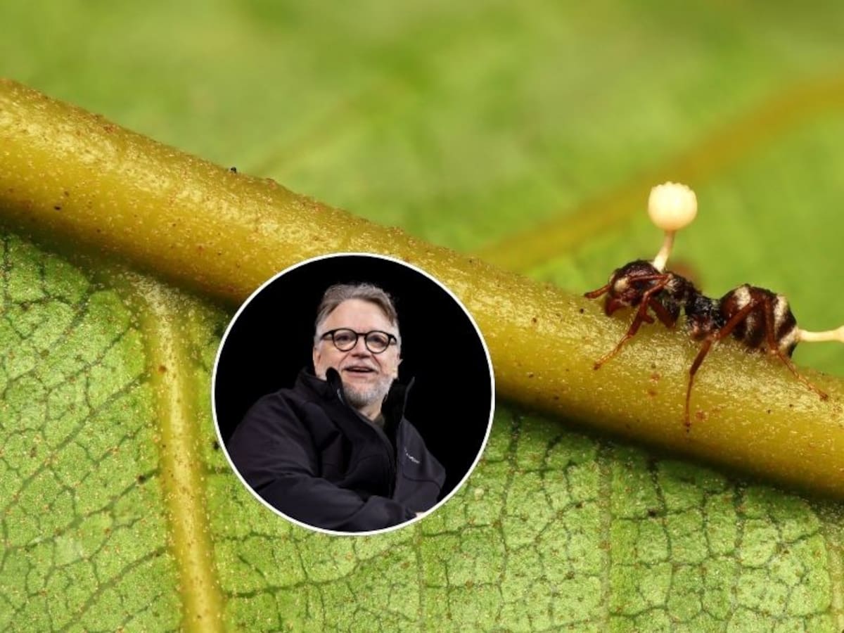 Descubren seis especies de “hongos zombis”: una fue bautizada en honor a Guillermo del Toro