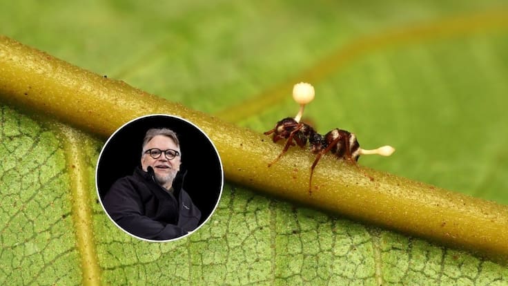 Descubren seis especies de “hongos zombis”: una fue bautizada en honor a Guillermo del Toro