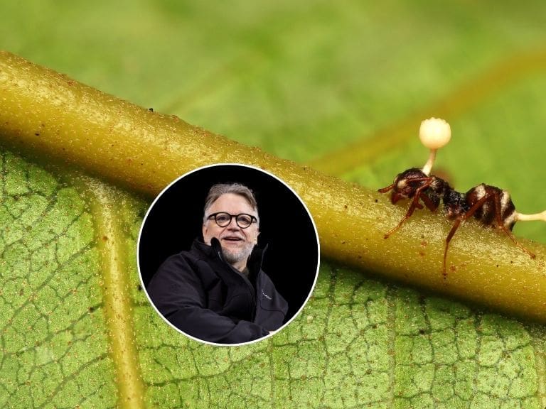 Descubren seis especies de “hongos zombis”: una fue bautizada en honor a Guillermo del Toro
