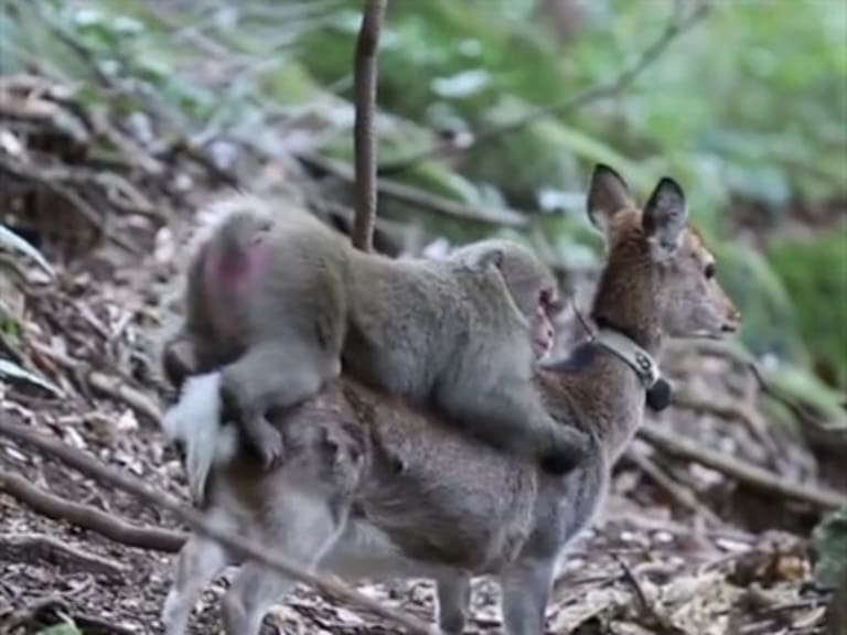 Sexo entre monos y ciervos serían una nueva costumbre en el comportamiento animal