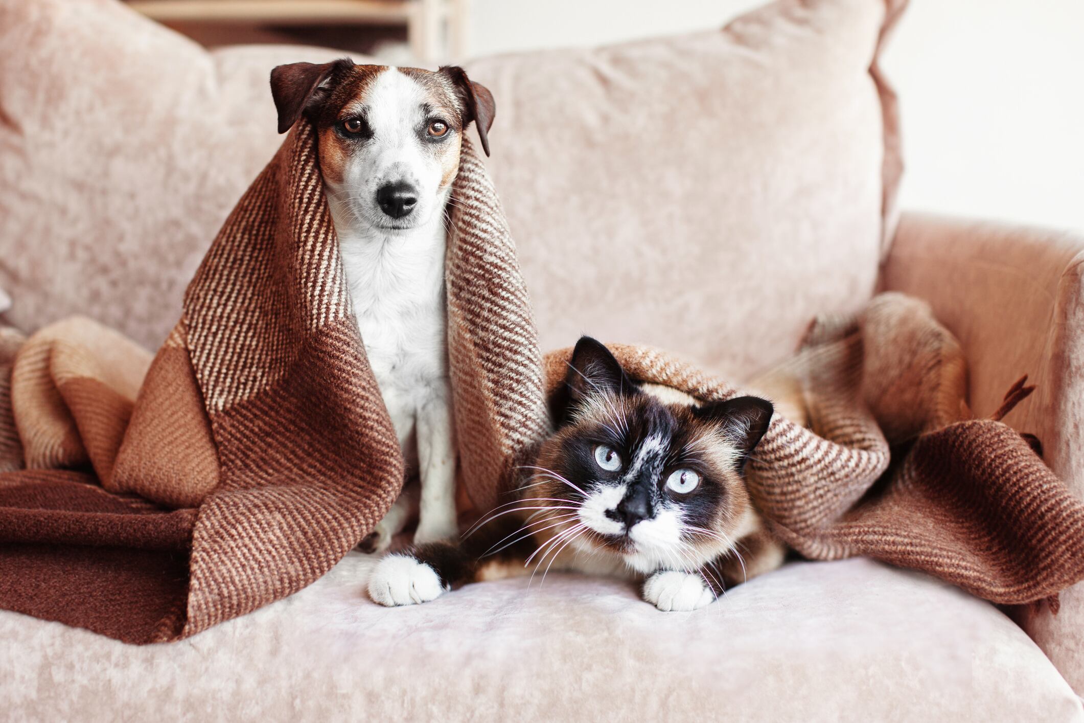 Enfermedades respiratorias en mascotas aumentan hasta 30% en invierno: cómo reconocer los síntomas