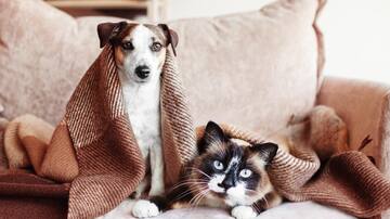 Las mascotas deben estar fuera o dentro de la casa: ¿Qué dicen realmente los expertos?