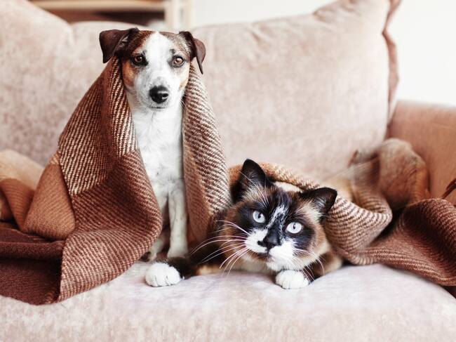 Enfermedades respiratorias en mascotas aumentan hasta 30% en invierno: cómo reconocer los síntomas
