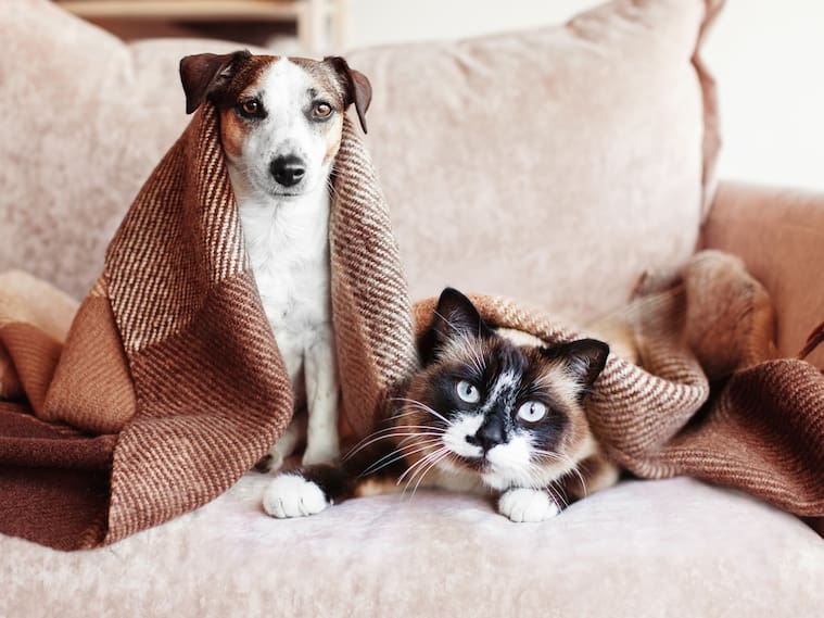 Enfermedades respiratorias en mascotas aumentan hasta 30% en invierno: cómo reconocer los síntomas