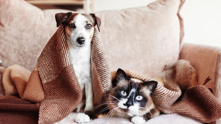 Enfermedades respiratorias en mascotas aumentan hasta 30% en invierno: cómo reconocer los síntomas