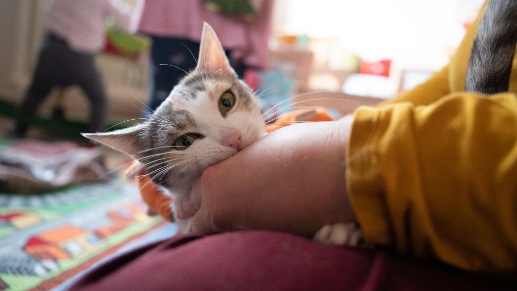 26 January 2021, Baden-Wuerttemberg, Illingen: A cat plays with a woman. There are children in the background. Photo: Sebastian Gollnow/dpa (Photo by Sebastian Gollnow/picture alliance via Getty Images)