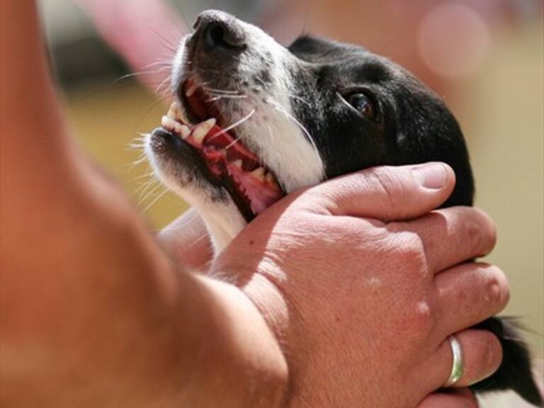 PDI confirmó nuevo caso de maltrato animal en Temuco: un perro amarrado con los ojos reventados
