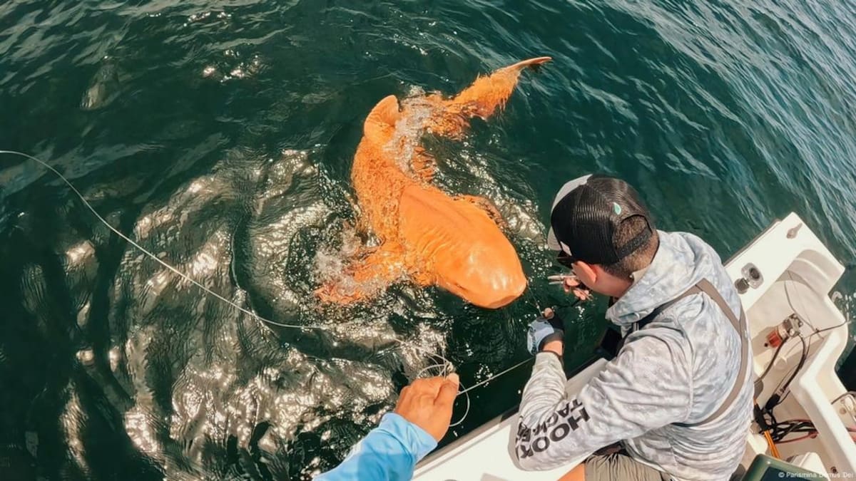 Capturan el primer tiburón nodriza color naranja de la historia
