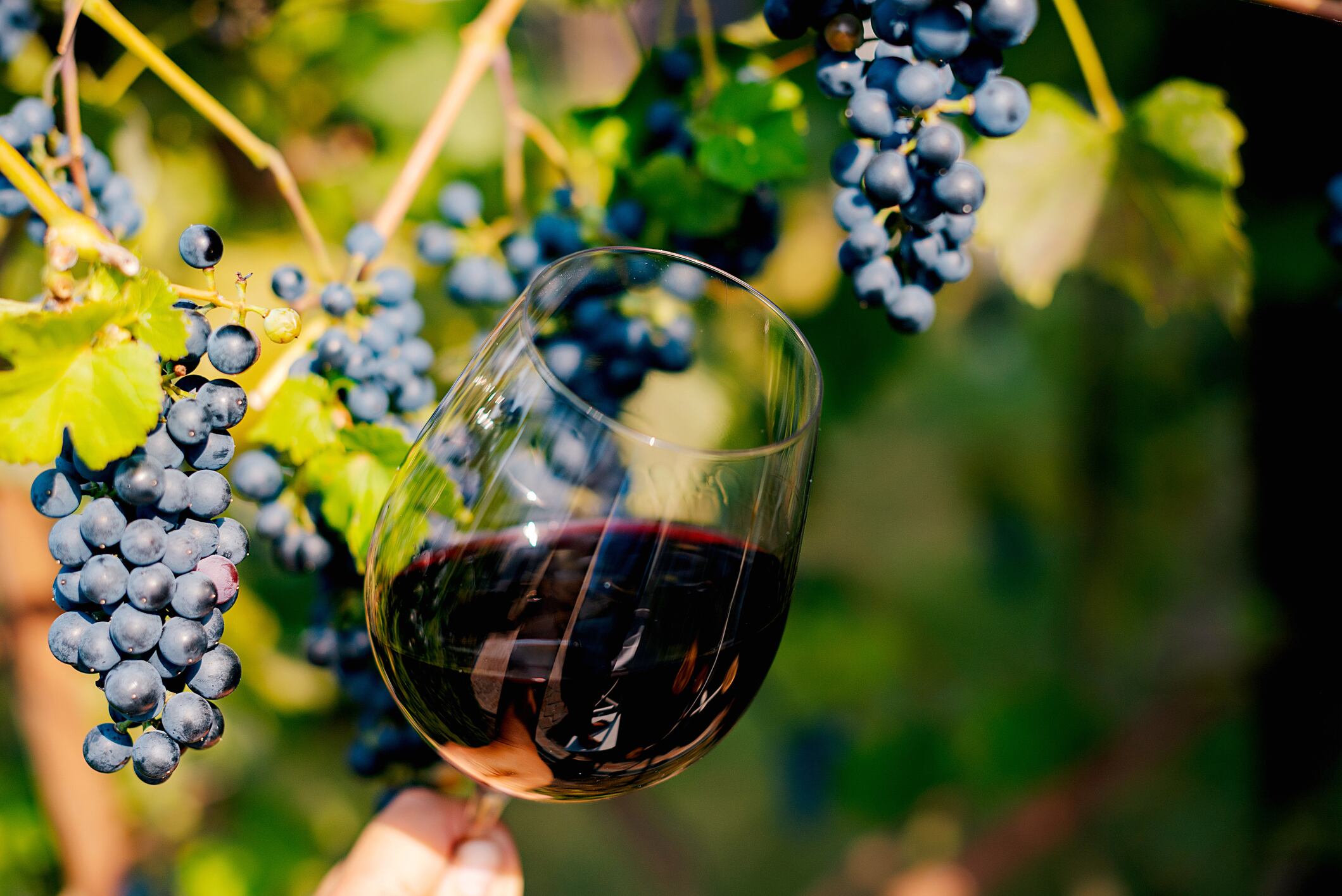 4 marcas de vino chilenas están entre las mejores del mundo: revisa cuáles son sus precios en supermercados