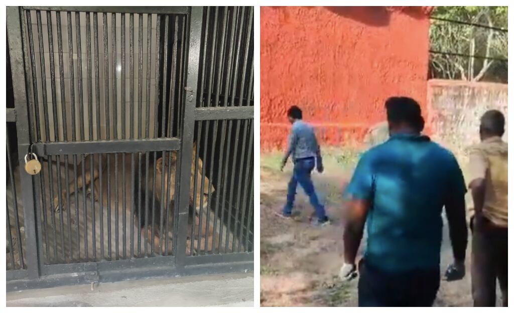 Hombre es devorado por un león tras entrar a su jaula para tomarse una selfie con el felino