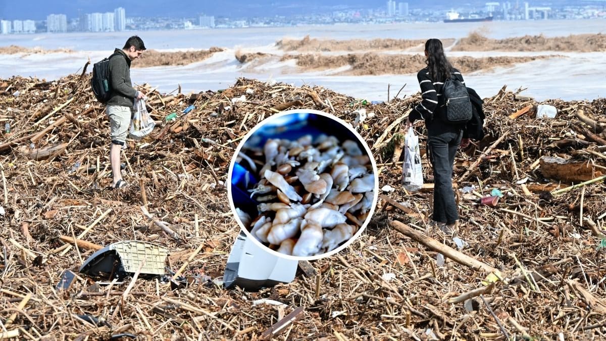 “Estamos en un caso crítico”: la alerta de pescadores por el banco de machas tras las lluvias en Coquimbo