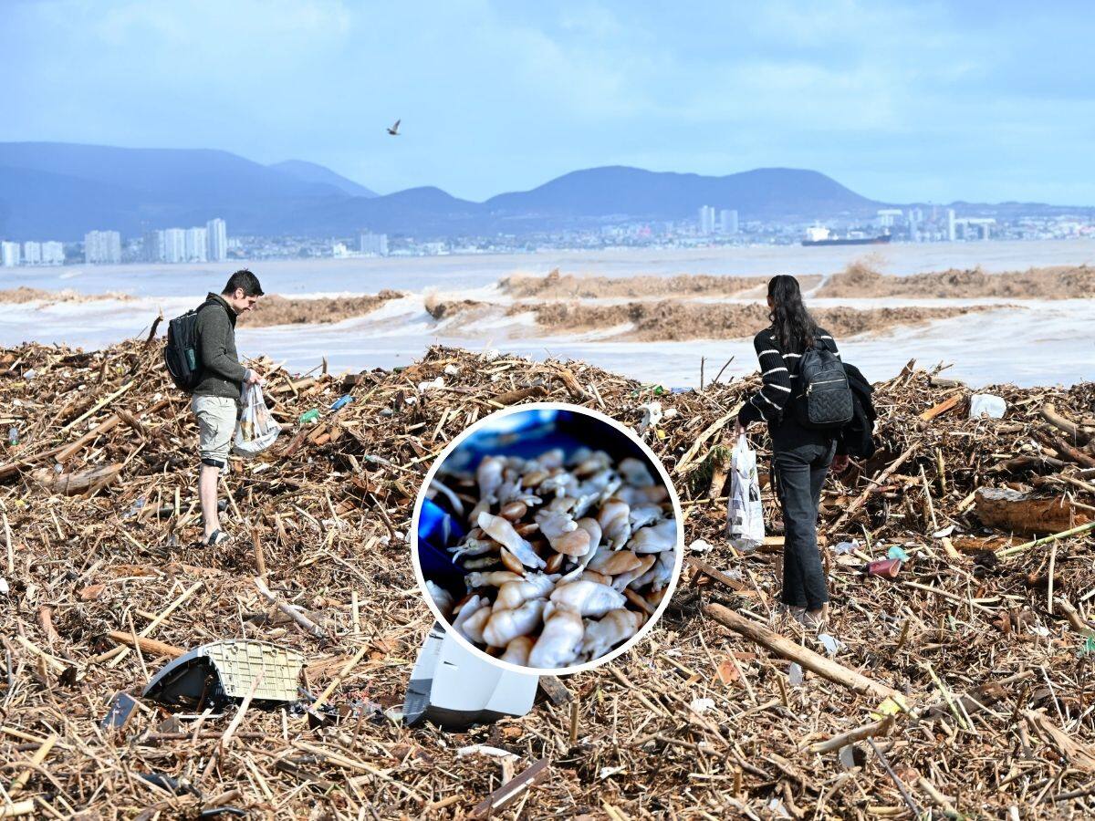“Estamos en un caso crítico”: la alerta de pescadores por el banco de machas tras las lluvias en Coquimbo
