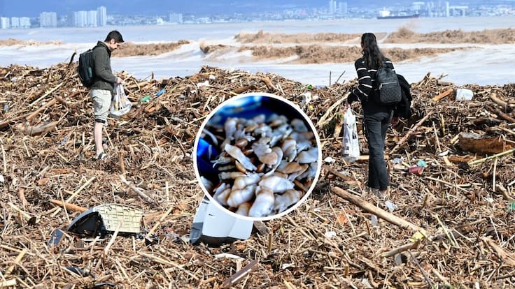“Estamos en un caso crítico”: la alerta de pescadores por el banco de machas tras las lluvias en Coquimbo