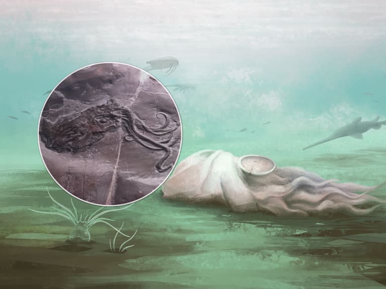 Adiós al récord: el fósil de “pulpo” más antiguo de la historia no es lo que parece y Guinness retira su título mundial