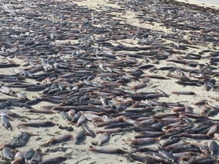 Gran varazón de jibias en Bahía Inglesa: Autoridades advierten no tocarlas ni consumirlas