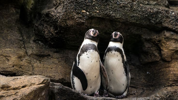 Director Greenpeace Chile: “Es brutal ver a un gobierno instalar que quien defiende el medio ambiente es un enemigo”