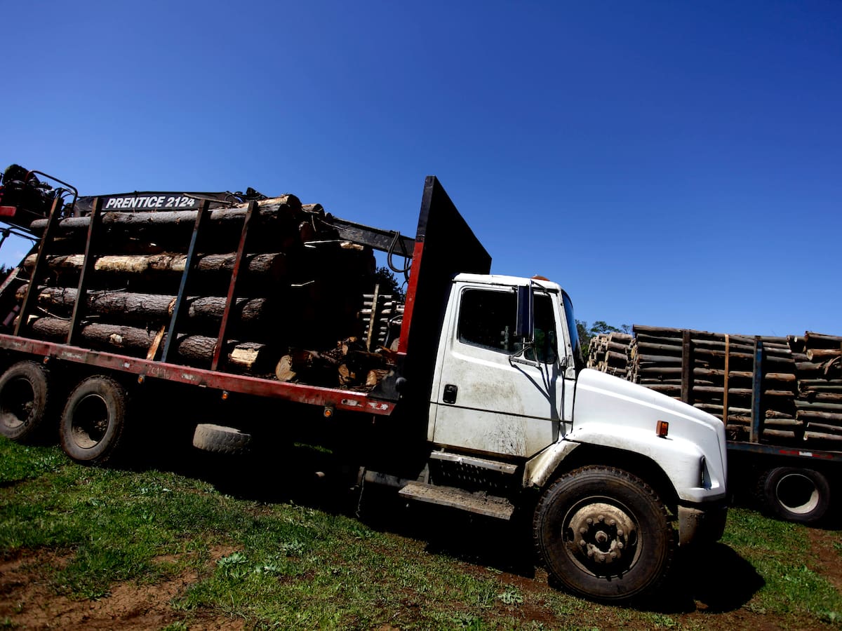 Empresario condenado por robo de madera reconoce haber pagado $130 millones a grupos armados en La Araucanía