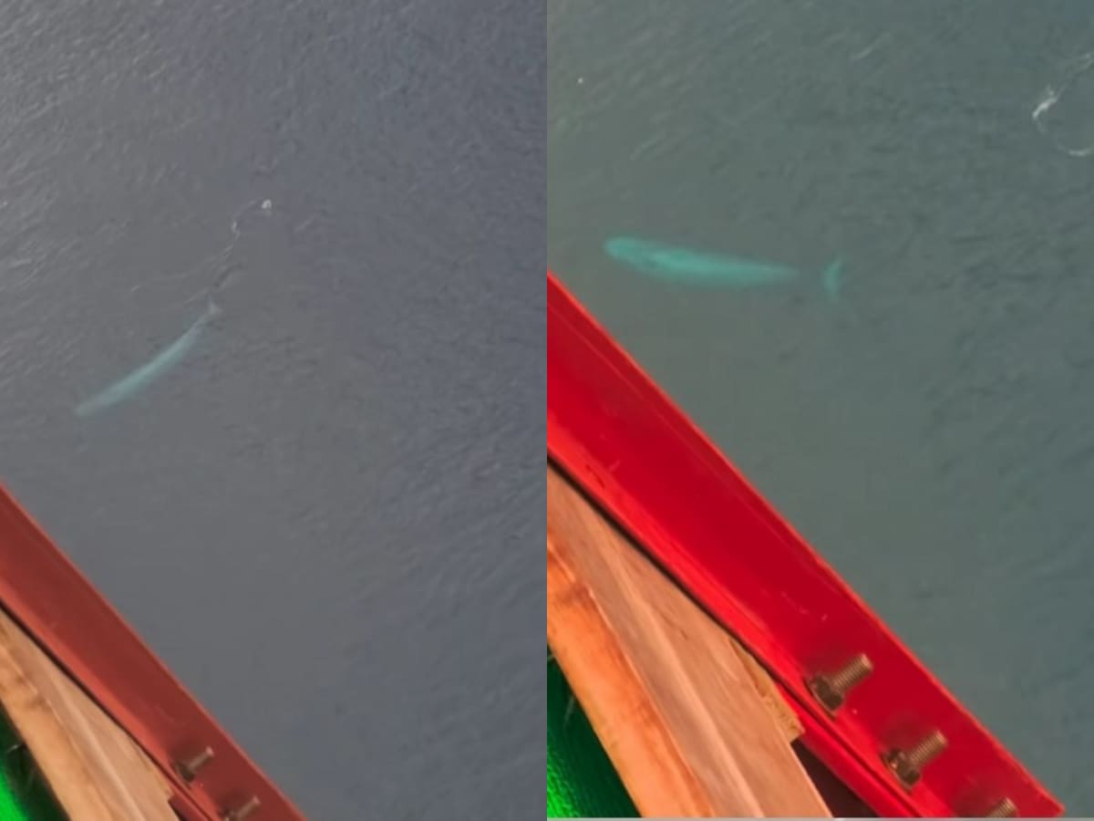 “Guaaa...”: el increíble avistamiento de ballenas captado desde el Puente Chacao
